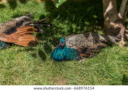 Female peacock under a tree to scape from the sun