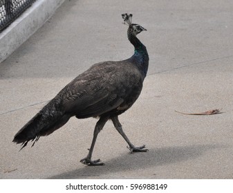 Female peacock walking