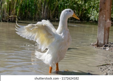 Female Pekin Duck (Anas Platyrhynchos Domesticus) Standing Out With Out Stretched Wings