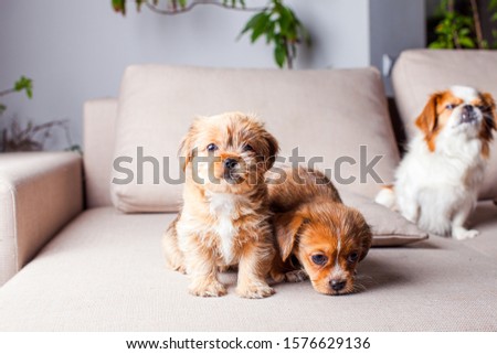 The female Pekingese protects her puppies indoor