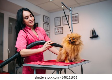 Female Pet Groomer Dry Dog Fur With A Hair Dryer