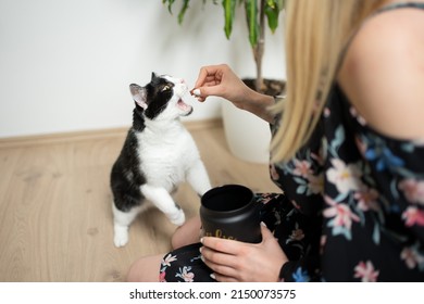 Female Pet Owner Feeding Hungry Black And White Tuxedo Cat With Snacks Holding Treat Jar In Her Other Hand