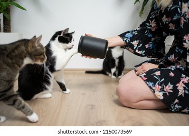 Female Pet Owner Kneeling On The Floor Holding Treat Jar In Front Of Hungry Cats. One Cat Is Reaching For Snacks With Paw.