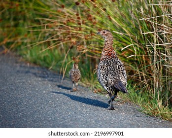 Female Pheasant And Chick Next To The Road