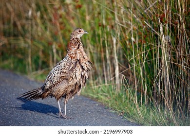 Female Pheasant And Chick Next To The Road