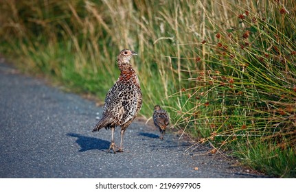 Female Pheasant And Chick Next To The Road