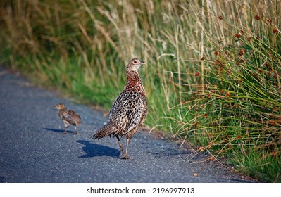 Female Pheasant And Chick Next To The Road