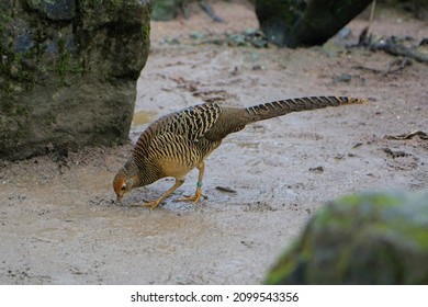 Female pheasant pecks for food