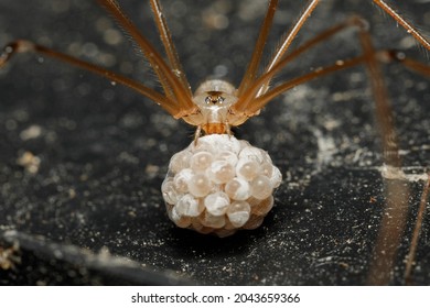 Female Pholcus phalangioides (small orange long-legged spider) holding her eggs in her chelicerae