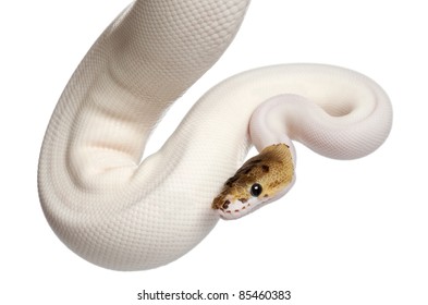Female Pied Spider Royal python, ball python, Python regius, 18 months old, in front of white background