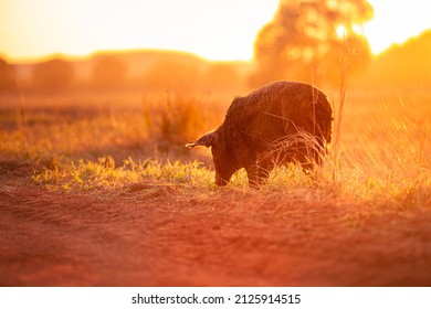 A Female Pig In The Field In Northern Territory, Australia, At Sunrise.