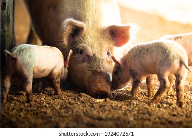 A female pig with her piglets on a remote cattle station in Northern Territory, Australia, at sunrise.
				
