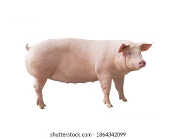 Female Pig Isolated From Background