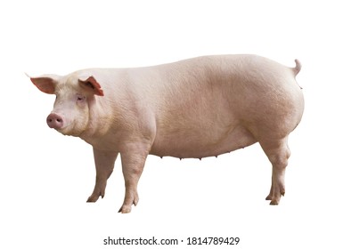 Female Pig Isolated From White Background