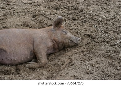 Female pig laying in the mud sleeping