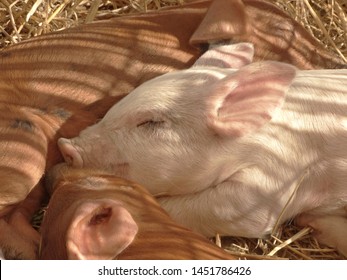 Female Pig Nursing Her Baby