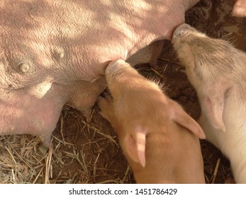 Female Pig Nursing Her Baby