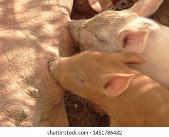 Female Pig Nursing Her Baby