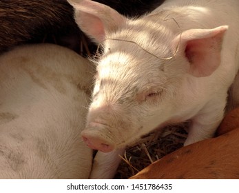 Female Pig Nursing Her Baby