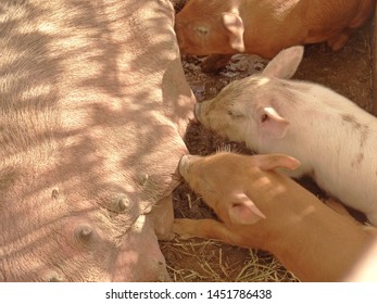 Female Pig Nursing Her Baby