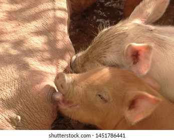 Female Pig Nursing Her Baby