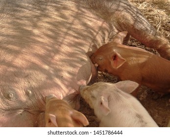 Female Pig Nursing Her Baby