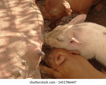 Female Pig Nursing Her Baby