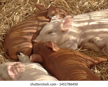 Female Pig Nursing Her Baby