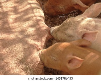 Female Pig Nursing Her Baby