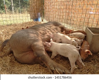 Female Pig Nursing Her Baby