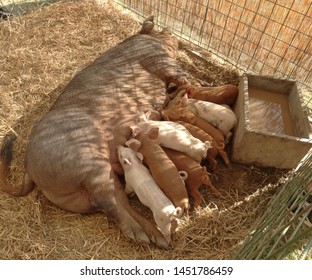 Female Pig Nursing Her Baby