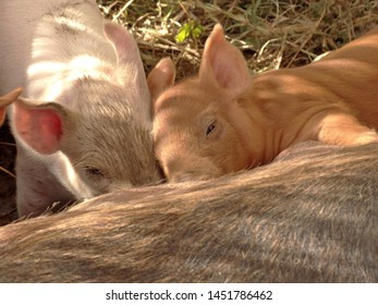 Female Pig Nursing Her Baby