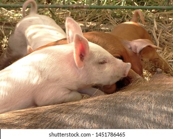 Female Pig Nursing Her Baby