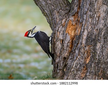 Female Pileated Woodpecker on Tree Trunk in Fall, Portrait - Shutterstock ID 1882112998