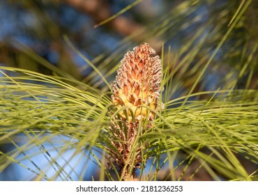 Female pine cone and evergreen pinetree needles natural background