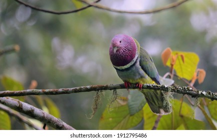 a female Pink - headed Fruit - dove at breeding season. Looks calling its pair - Shutterstock ID 1912795486