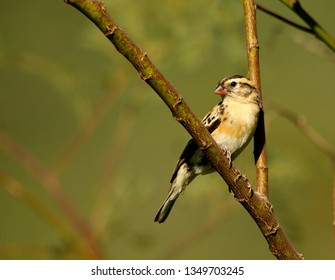 Female Pin-tailed Whydah Sitting On A Branch, A Brood Parasite Of The Common Waxbill.