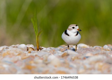 A  Female Piping Plover Bird Is Standing  Near Her Nest On The Beach With Coloful Pebbles, With Green Grasses In The Background