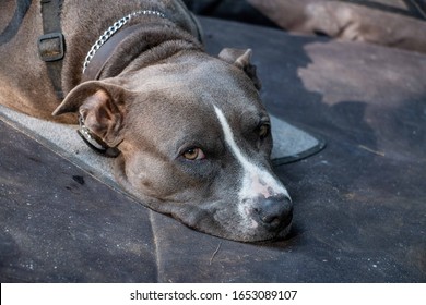 grey female pitbull