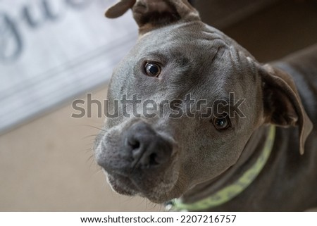 female pitbull puppy close up head shot while looking at you