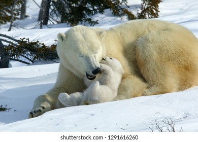 Female Polar Bear With Bear Cub