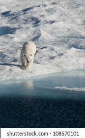 A Female Polar Bear Hunting Seal On An Ice Floe In Nunavut, Canada.