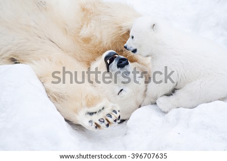 Female polar bear playing with her little cub on the snow