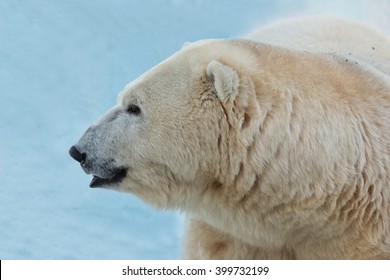 Female Polar Bear, Profile, Close-up Portrait