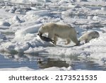 Female Polar bear (Ursus maritimus) with two cubs hunting dragging a dead ringed seal, Pusa hispida, Phoca hispida), Svalbard Archipelago, Barents Sea, Norway