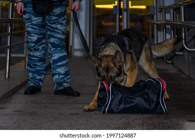 258 Airport security german shepherds Images, Stock Photos & Vectors ...