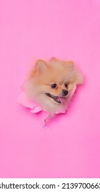 Female Pomeranian Pom Dog Photoshoot Studio Stock Photo 2139700663 ...