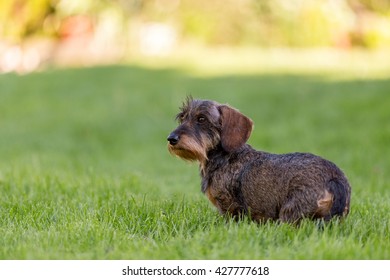 female portrait of brown dachshund, european champion, breeding station, outdoor portrait on green grass