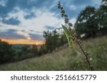 Female praying mantis in the meadow; wide angle macro. The praying mantis (Mantis religiosa) is a large hemimetabolic insect in the family of the Mantidae.