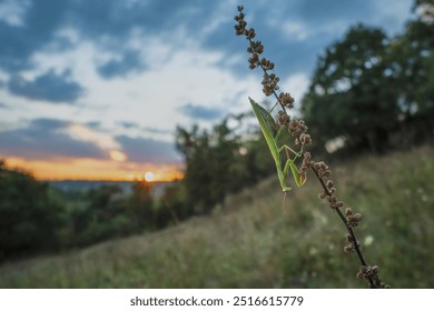 Female praying mantis in the meadow; wide angle macro. The praying mantis (Mantis religiosa) is a large hemimetabolic insect in the family of the Mantidae.